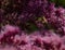 Honey Bee Spotted Joe-Pye Weed Eutrochium Maculatum Apis