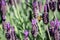 Honey bee in the spring lavender