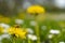 Honey Bee Springtime Scene pollinating flower