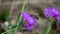 Honey bee suck nectar from violet flower