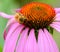 Honey bee sucking nectar from flower