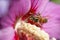 Honey bee sucking nectar in Hibiscus flower closeup