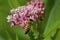 Honey Bee on Swamp Milkweed  815687