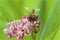 Honey Bee on Swamp Milkweed   815693