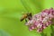 Honey Bee on Swamp Milkweed   815699