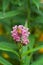 Honey Bee on a Swamp Milkweed Blossom - Asclepias incarnata