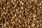 Honey bee swarm background