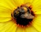 A honey bee taking nectar from a blooming sunflower