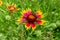 Honey Bee on a Texas Indian Blanket (or Fire Wheel) Wildflower