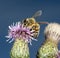 Honey Bee on thistle