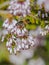 Honey Bee on Tree Heath