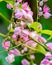 Honey Bee on Tropical Pink Flowers 2