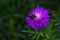 A honey bee tucked inside the petals of a purple home garden flower