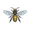 Honey Bee vector illustration. Vector drawing, handrawn, vintage, line art of Honey Bee on white background 1