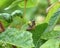 A honey bee visiting the flowers of a poison oak plant