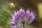 Honey bee visiting a lavender allium flower in New Hampshire