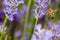 Honey bee visiting the lavender flowers and collecting pollen close up pollination