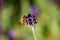 A honey bee visits a small rosemary flower