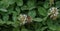 A honey bee on a white common clover flower