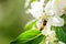 Honey bee on a white flower and collecting polen. Flying honeybee. One bee flying during sunshine day. Insect.