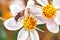 Honey bee on a white flower, daisy