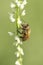 Honey bee on white flowers