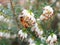 Honey bee on white heather