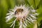 Honey bee on white knapweed flower, macro, selective focus