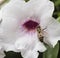 Honey Bee on White and Pink Flower