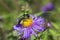 Honey Bee on Wild Aster