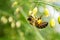 Honey bee worker collecting pollen from blossom of Asparagus tenuifolius plants. macro shoot.