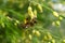 Honey bee worker collecting pollen from blossom of Asparagus tenuifolius plants. macro shoot.