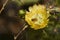 Honey bee working in a cacti in the rugged country in Aruba