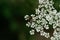 Honey bee working on cow parsley flowers