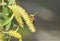 A honey bee working on a new blooming willow branch.