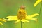 Honey Bee On Yellow Daisy