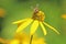 Honey Bee On Yellow Daisy