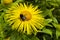 Honey bee on a yellow daisy like flower.