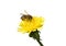 Honey bee on an yellow Dandelion flower