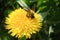 Honey bee on yellow dandelion flower collecting pollen close-up