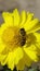 Honey bee on a yellow flower extracting nectar