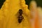 Honey bee in a yellow pumkin blossom