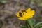 Honey bee on yellow wildflower A