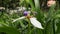 Honey beeflying over a walking iris flower. Pollination and ecology.