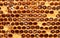 Honey beehive, unfinished honey making in honeycombs