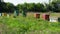 Honey beehives. Hardworking bees which bring honey to their hives in a sunny day in summer.