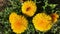 Honey been on flowers yellow dandelion flower on spring meadow.