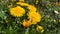 Honey been on flowers yellow dandelion flower on spring meadow.