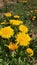 Honey been on flowers yellow dandelion flower on spring meadow.