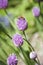 Honey Beeon Purple Chive Bloom